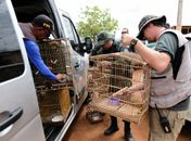 Cerca de 200 animais silvestres são resgatados durante fiscalização; veja vídeo