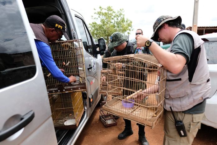 Cerca de 200 animais silvestres são resgatados durante fiscalização; veja vídeo