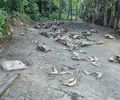 Matadouro clandestino é encontrado em condições insalubres na zona rural de Joaquim Gomes