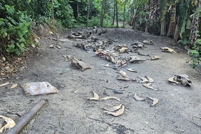 Matadouro clandestino é encontrado em condições insalubres na zona rural de Joaquim Gomes