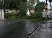 Árvore caiu na principal via do Mutange
