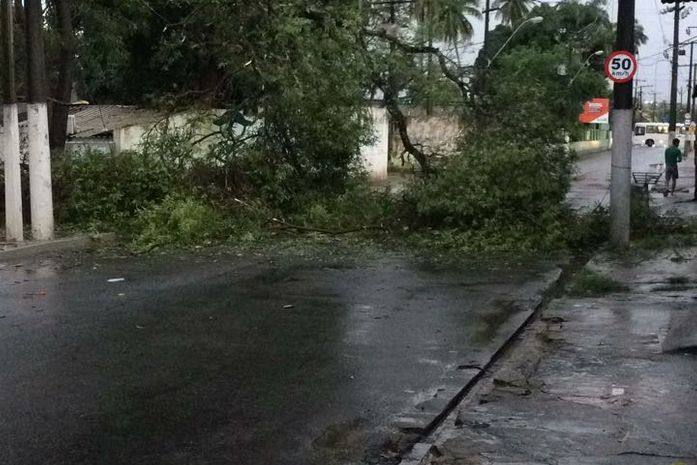 Árvore caiu na principal via do Mutange