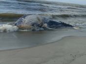 Baleia jubarte encalha em praia do litoral Sul