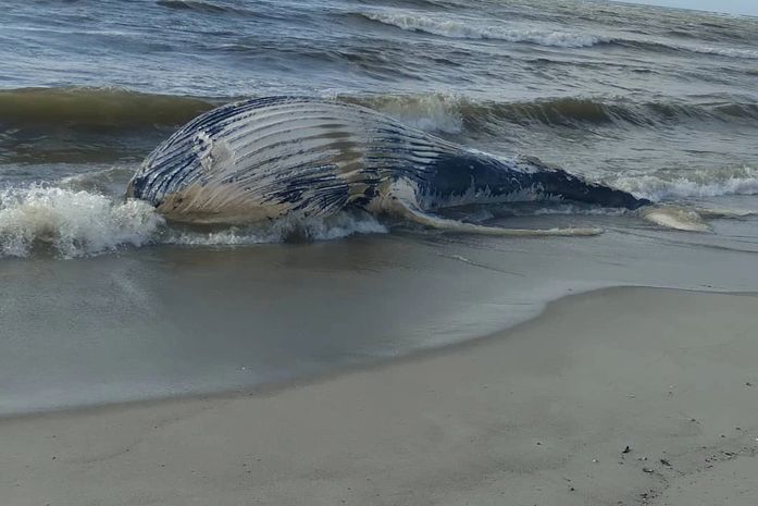 Baleia jubarte encalha em praia do litoral Sul