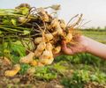 Arapiraca e Agreste apostam na alternativa do cultivo do amendoim