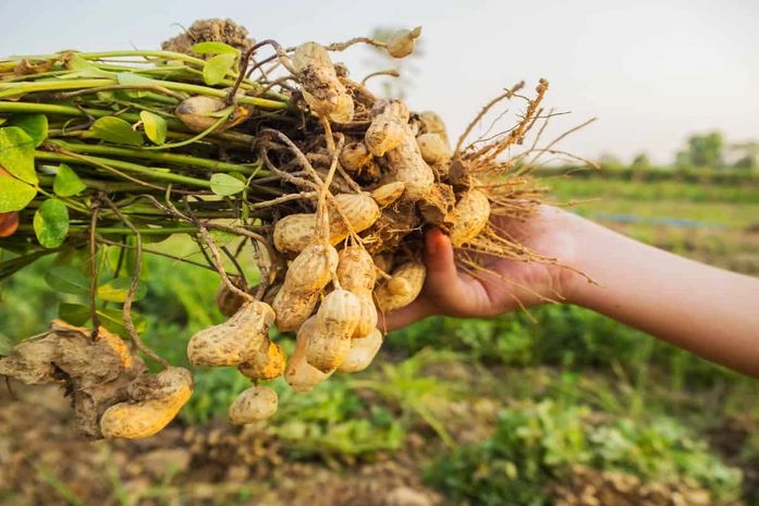 Arapiraca e Agreste apostam na alternativa do cultivo do amendoim