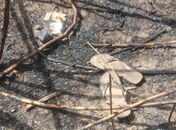 Vestígios encontrados pela Polícia Científica podem ajudar na identificação de ossada achada em Coruripe