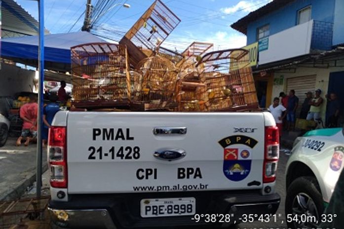 Animais silvestres foram encontrados em gaiolas