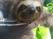 Bicho-preguiça foi encontrado no local