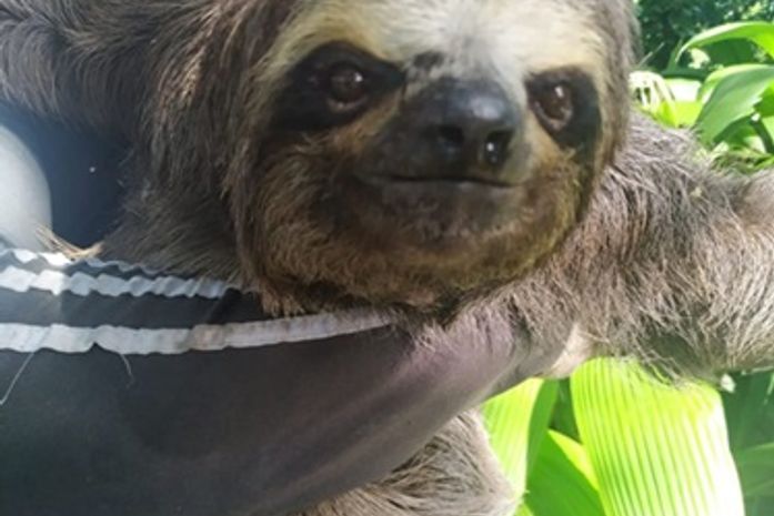 Bicho-preguiça foi encontrado no local