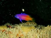 Peixes ameaçados de extinção são encontrados na Piscina do Amor, em Maceió