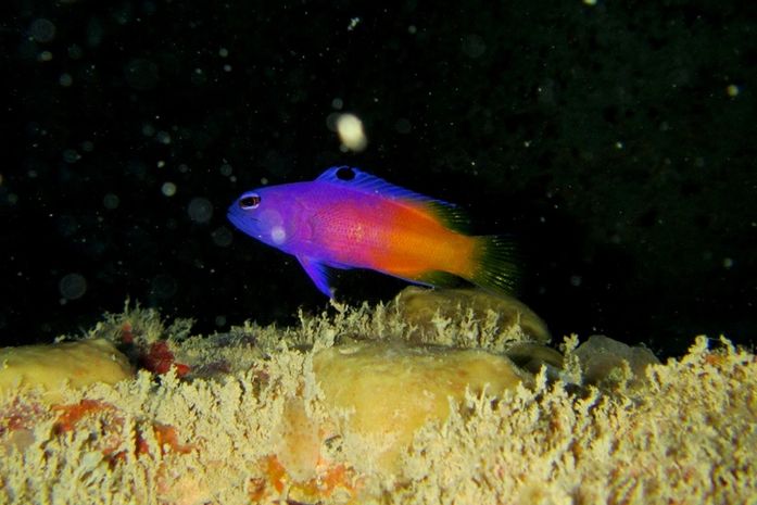 Peixes ameaçados de extinção são encontrados na Piscina do Amor, em Maceió