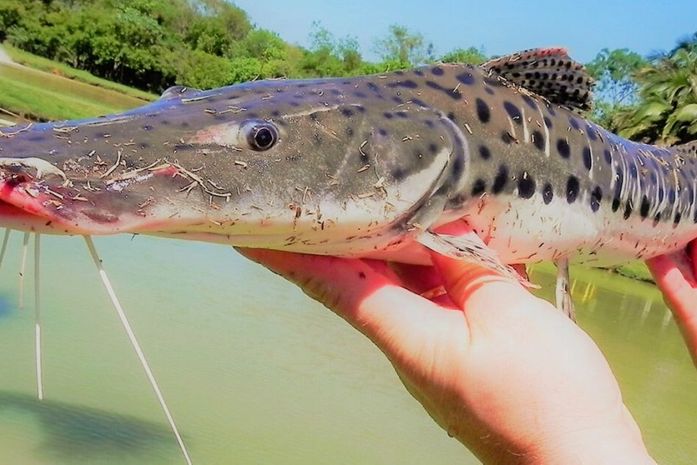 Pesca do pintado será proibida a partir de dezembro em todo o país