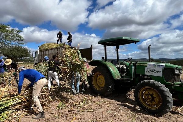 Programa Municipal de Produção de Silagem beneficia produtores rurais em Santana do Ipanema