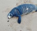Filhote de peixe-boi é encontrado morto no litoral norte de Maceió