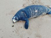 Filhote de peixe-boi é encontrado morto no litoral norte de Maceió