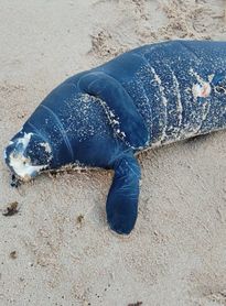 Filhote de peixe-boi é encontrado morto no litoral norte de Maceió