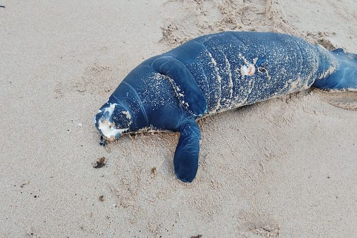 Filhote de peixe-boi é encontrado morto no litoral norte de Maceió