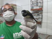 Dia de Defesa da Fauna destaca ações promovidas pelo Centro de Triagem de Animais nesta sexta
