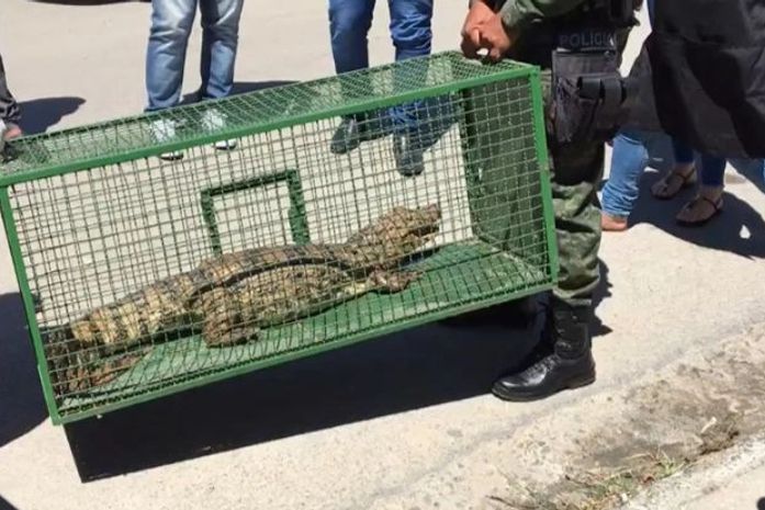 Vídeo: Jacaré aparece em restaurante no bairro da Gruta
