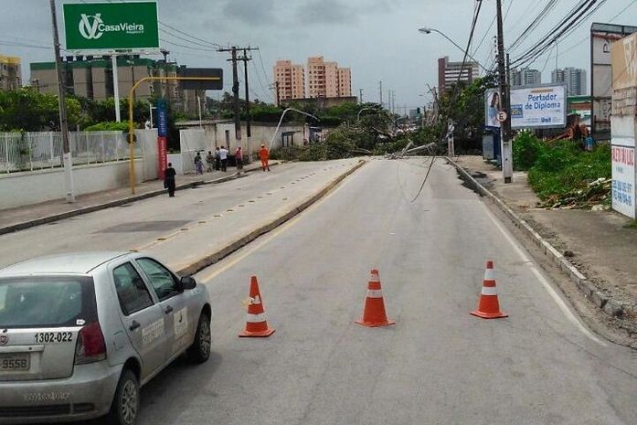 Árvore de grande porte foi retirada por Corpo de Bombeiros