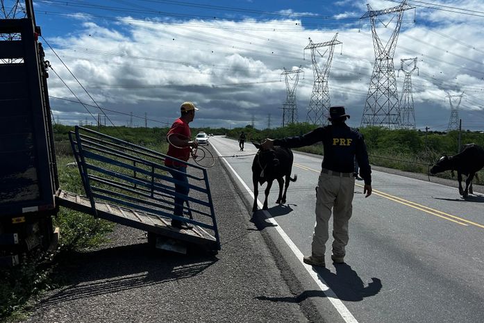 Prefeitura de Delmiro Gouveia, por meio da Secretaria de Agricultura, SMTT e PRF realizam ação conjunta e retiram 14 animais soltos das vias públicas