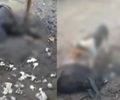 Ataque mata seis ovelhas em propriedade rural de Atalaia