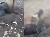 Ataque mata seis ovelhas em propriedade rural de Atalaia
