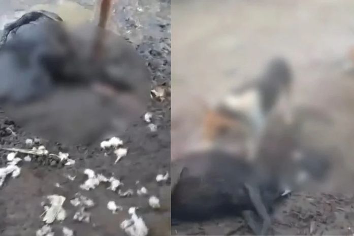 Ataque mata seis ovelhas em propriedade rural de Atalaia