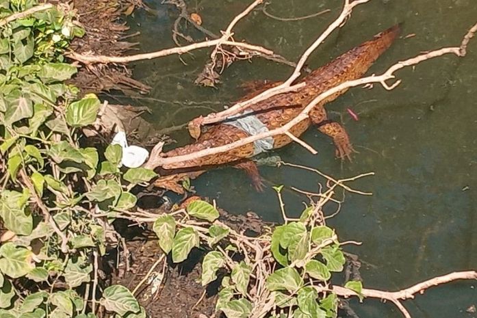 Jacaré é visto com bolsa plástica enrolada ao corpo no riacho Piauí em Arapiraca