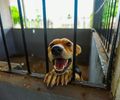 Com quase 2 mil castrações, Meu Amigo PET inicia mutirão voltado a tutores de baixa renda nos bairros de Arapiraca
