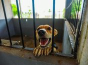 Com quase 2 mil castrações, Meu Amigo PET inicia mutirão voltado a tutores de baixa renda nos bairros de Arapiraca