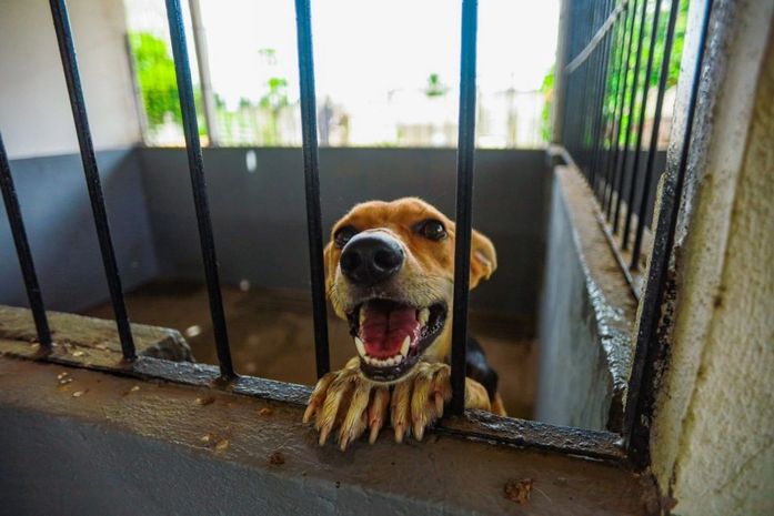 Com quase 2 mil castrações, Meu Amigo PET inicia mutirão voltado a tutores de baixa renda nos bairros de Arapiraca