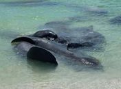 Polícia pede que banhistas não atrapalhem 'orgias' de peixes-boi na Flórida