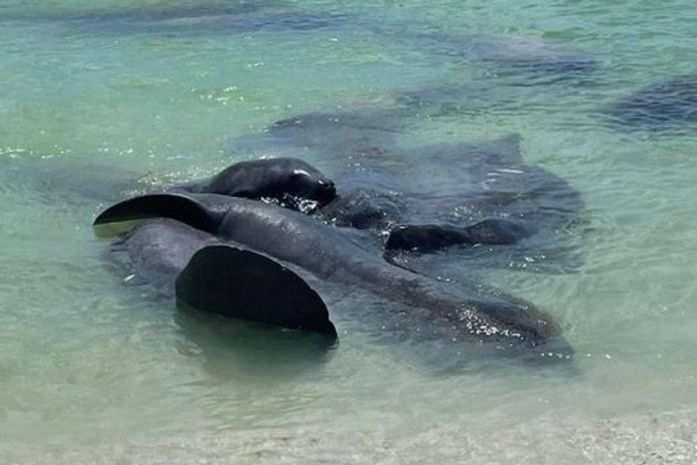 Polícia pede que banhistas não atrapalhem 'orgias' de peixes-boi na Flórida