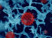 Composto pode evitar que células cancerosas se espalhem pelo corpo
