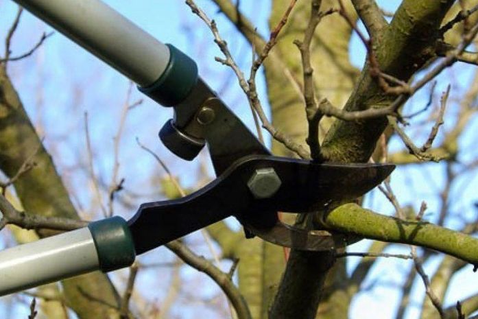 Poda e supressão de árvores: Desenvolvimento Sustentável orienta como realizar serviço da maneira correta