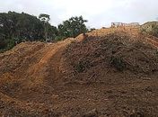 Movimentos denunciam desmatamento de vegetação nativa para construção da Linha Verde em Maceió
