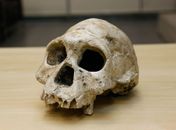 Descoberta de brasileiros pode mudar história da humanidade