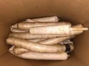Explosivos foram encontrados enterrados em um sítio
