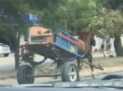 Cavalo puxando carroça desgovernada atinge veículo e assusta condutores na Av. Durval de Góes Monteiro