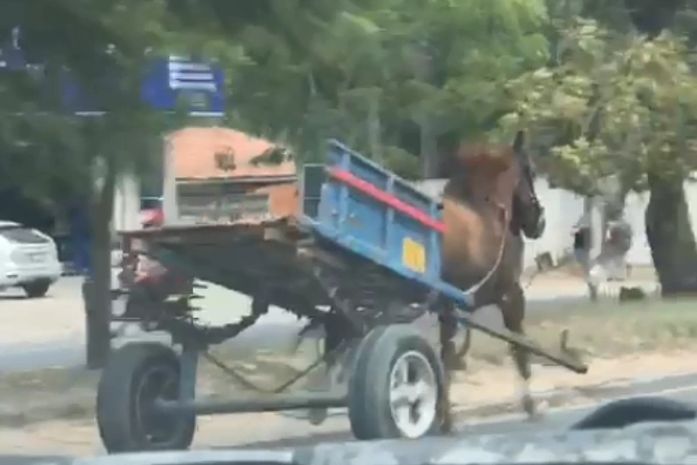 Cavalo puxando carroça desgovernada atinge veículo e assusta condutores na Av. Durval de Góes Monteiro