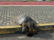 Tartaruga é encontrada morta na ciclovia na praia de Cruz das Almas