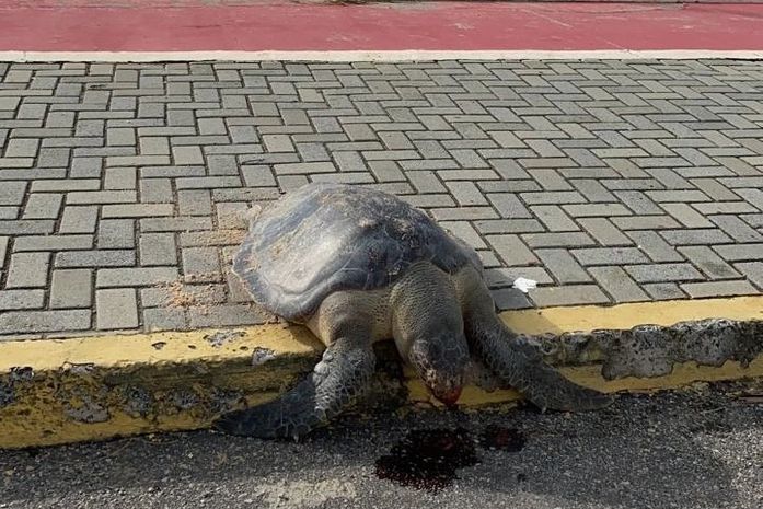 Tartaruga é encontrada morta na ciclovia na praia de Cruz das Almas