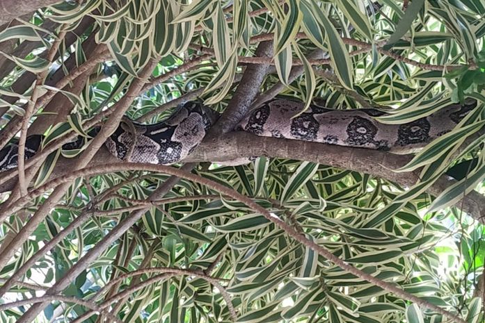 Vídeo: jiboia é resgatada de jardim de casa no São Jorge