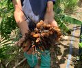 Produção agrícola bate recorde de R$ 4,7 bilhões em AL mesmo com queda da cana, aponta IBGE