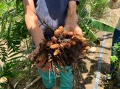 Produção agrícola bate recorde de R$ 4,7 bilhões em AL mesmo com queda da cana, aponta IBGE