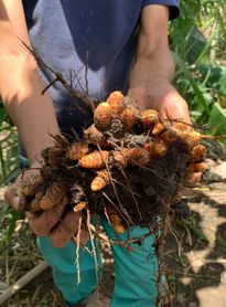 Produção agrícola bate recorde de R$ 4,7 bilhões em AL mesmo com queda da cana, aponta IBGE