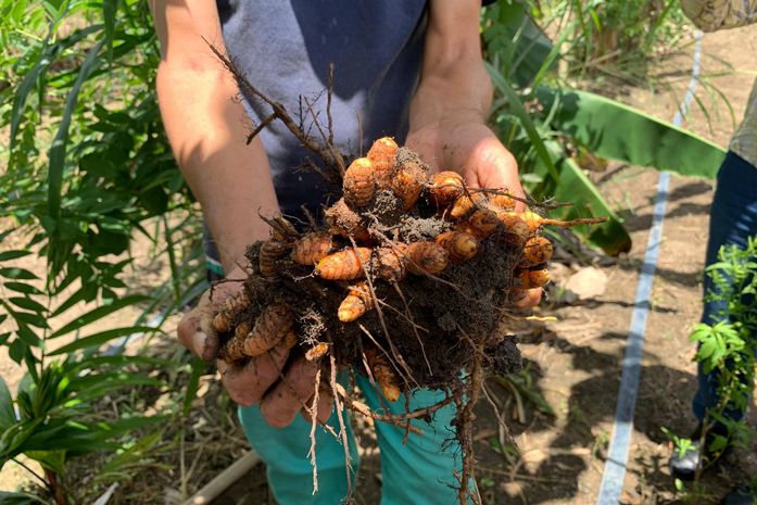 Produção agrícola bate recorde de R$ 4,7 bilhões em AL mesmo com queda da cana, aponta IBGE