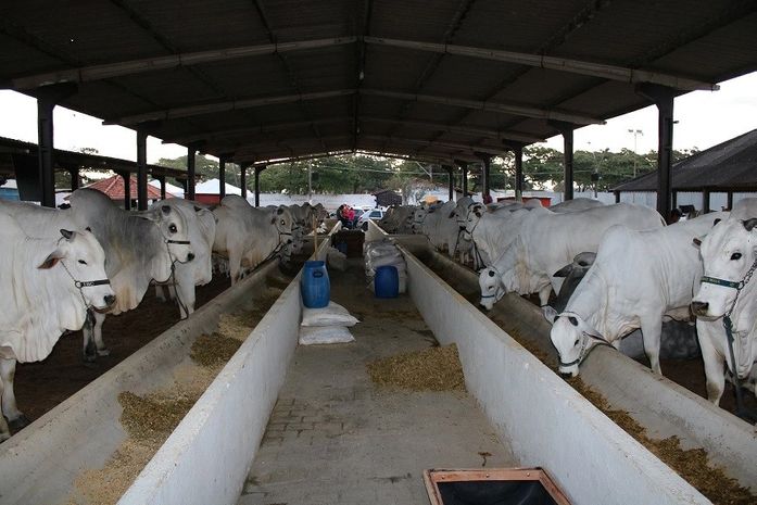 Abertura oficial da Expoagro/AL ocorre no domingo